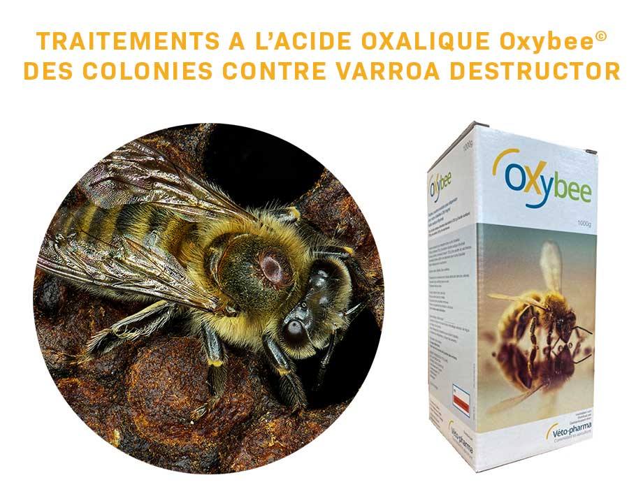 Traitement anti varroa à l'acide oxalique - GDS Réunion