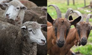 Petits ruminants